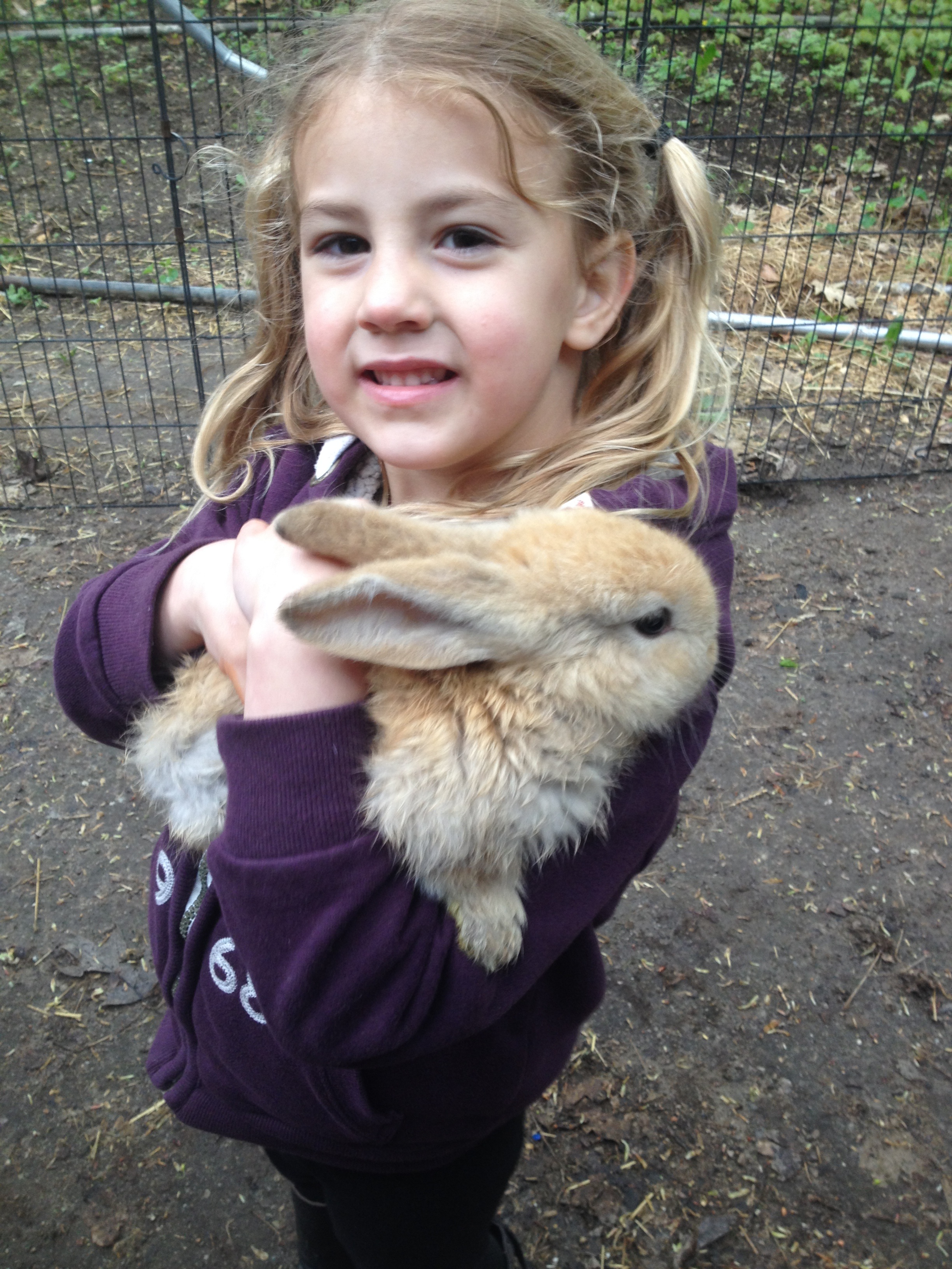 Continental Giant rabbit Alchetron, the free social encyclopedia